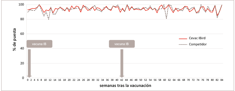 Vacunación contra IBV con Cevac IBird<sup>®</sup> y Cevac<sup>®</sup> Mass L