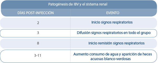 Patogénesis de IBV en el sistema renal