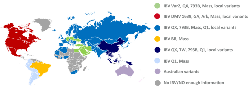 Distribución geográfica de los principales genotipos del VBI - Panorama general