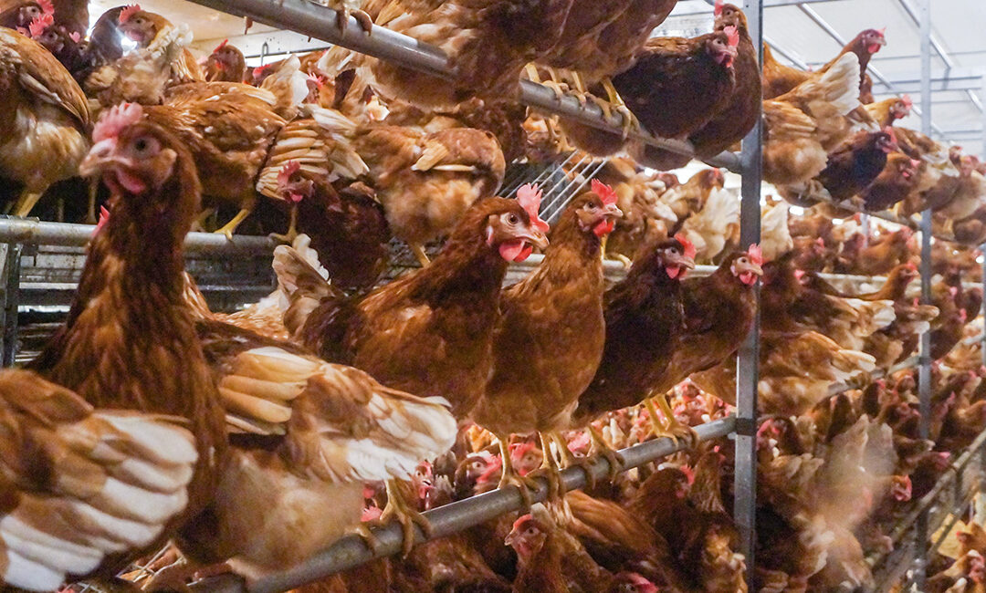 El futuro del sector avícola de puesta en España